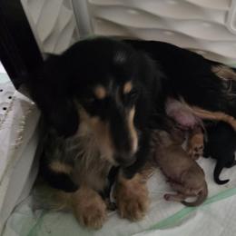 Lola - Dachshund
