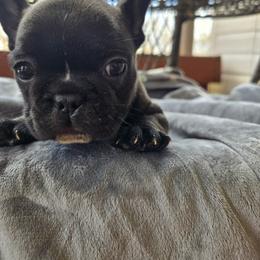 Woody - Black and white male French Bulldog puppy in Newalla, Oklahoma from Fuzzy Angels
