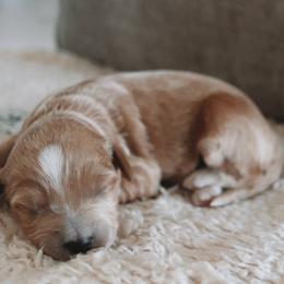 Coconut - Apricot female Goldendoodle puppy in Austin, Texas from Cedarcrest Goldendoodles
