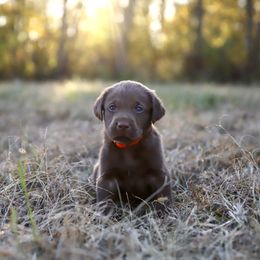 Male 1 - Chocolate male Labrador Retriever puppy in Sherrard, Illinois from Gochee Labs