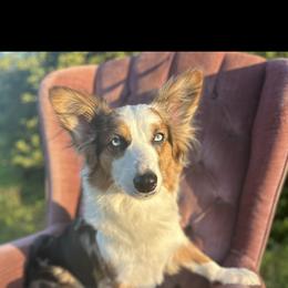 Piper - Pembroke Welsh Corgi
