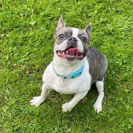 Pip - Boston Terrier