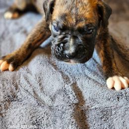 Jessie James - Brindle male Boxer puppy in Pine River, Wisconsin from Jenks Boxers