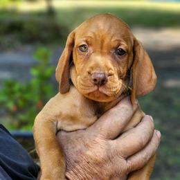 Female Black-Yellow collar - Golden rust female Vizsla puppy in Blachly, Oregon from Sizzling Hot Vizsla's