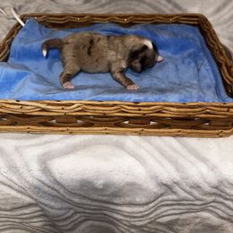 Miniature Australian Shepherd and Toy Australian Shepherd Puppies from Cherry Grove Kennel