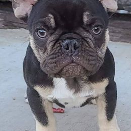 French Bulldogs from Top of the Line French Bulldogs