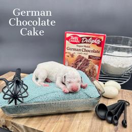 Dalmatian, Poodle, and Rhodesian Ridgeback Puppies from Ruffles, Ridges, & Spots!