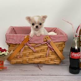 Rubble - Cream and white male Chihuahua puppy in North Ridgeville, Ohio from Happy Pups