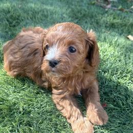 Loui - Red male Cavapoo puppy in Gilbert, Arizona from Cavapoo Lifestyle