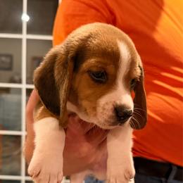 Boy 2 - Black tan and white male Beagle puppy in Plainfield, Wisconsin from I Wanna Hunt Too