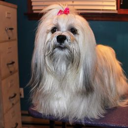 Lhasa Apsos from Kories Kennels