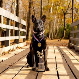 Keeper - Dutch Shepherd
