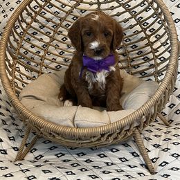 Purple Collar Female - Red  female Goldendoodle puppy in Bradenton, Florida from Suncoast Goldendoodles