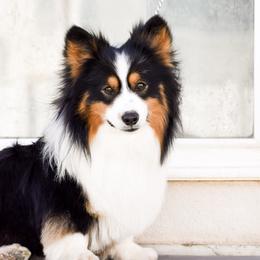 Bear - Pembroke Welsh Corgi
