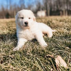 boy 4 gusty (Gus) - White Great Pyrenees puppy in New Palestine, Indiana from Hitchcock Homestead