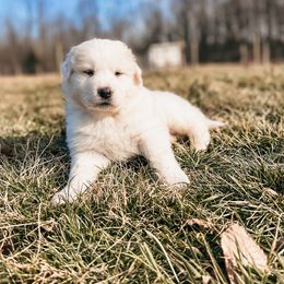 boy 4 gusty (Gus) - White Great Pyrenees puppy in New Palestine, Indiana from Hitchcock Homestead