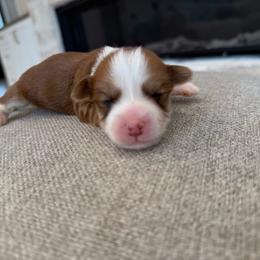 Buster - Red sable male Havanese puppy in South Jordan, Utah from Lady Paws Puppies - Cassie