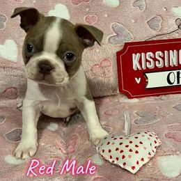 Boston Terrier Puppies from Heather's Boston Babies