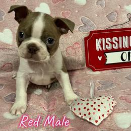 Boston Terrier Puppies from Heather's Boston Babies