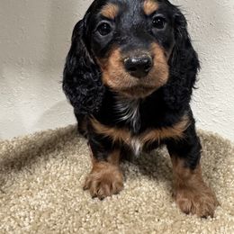 Dachshund and Pembroke Welsh Corgi Puppies from Three K Miniature Dachshunds