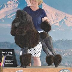 Violet - Poodle