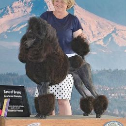 Violet - Poodle