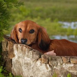 Boy 1 - Red Dachshund puppy in Anamosa, Iowa from Melsh Precious Pets