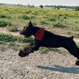 Giant Schnauzer and Poodle All Grown Up from Pawsh K9’s