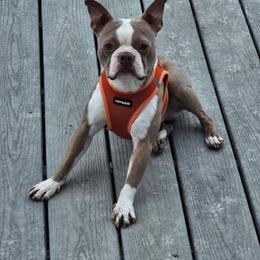 Johnny - Lilac male Boston Terrier puppy in Versailles, Indiana from Benhams Bostons
