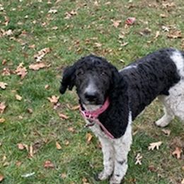Poodles from Peterson's Poodles