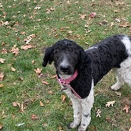 Poodles from Peterson's Poodles
