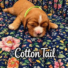 Cottontail - Ruby female Cavalier King Charles Spaniel puppy in London, Arkansas from Frosty’s Cavaliers