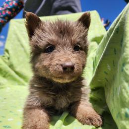 Jellybean - Isabella female German Shepherd puppy in Los Lunas, New Mexico from Mali's German Shepherds LLC