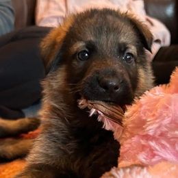 German Shepherd Puppies from K&L Kennels