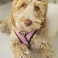 Australian Cobberdog Puppies from Livlander Australian Cobberdogs