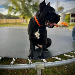 Silk - Cane Corso