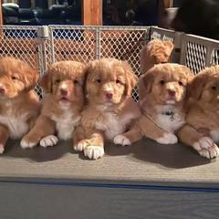 Nova Scotia Duck Tolling Retrievers from Chimay Kennels