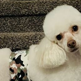 Assorted Doodle Crosses, Pomeranians, and Poodles from Bee Mine Poodles, Doodles and Pomeranians