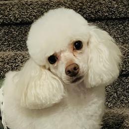 Assorted Doodle Crosses, Pomeranians, and Poodles from Bee Mine Poodles, Doodles and Pomeranians