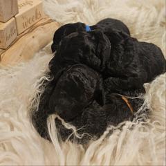 Double Doodle, Goldendoodle, and Labradoodle Puppies from The Doodle Ranch-California