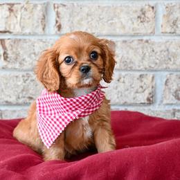 Cavalier King Charles Spaniels, Havapoos, Poodles, and Yorkshire Terriers from Happy Tail Puppies