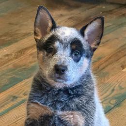 Zephyr - Blue speckled male Australian Cattle Dog puppy in Gatlinburg, Tennessee from Greenbrier