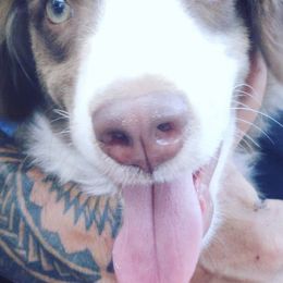 Miniature American Shepherds from Holly Wiggers