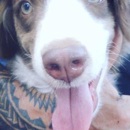 Miniature American Shepherds from Holly Wiggers