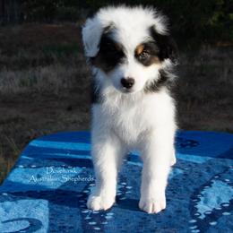 Arlo - Black tri-color male Australian Shepherd puppy in Tijeras, New Mexico from Dovehawk Australian Shepherds