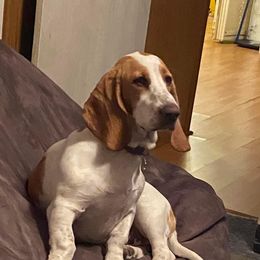 Lulu - Basset Hound