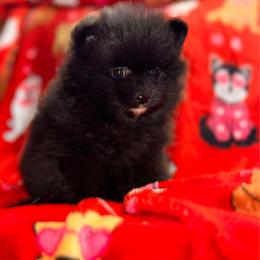 Ruby - Black female Pomeranian puppy in Harrisonville, Missouri from Cindy's Pomeranians