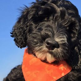 Bernedoodles from Our Doodle Ranch