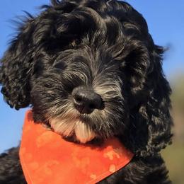 Bernedoodles from Our Doodle Ranch