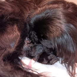 Izzy - Pekingese